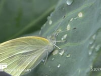 モンシロチョウ　♀ キャベツ葉上で休む