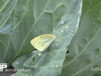 モンシロチョウ　♀ キャベツ葉上で休む