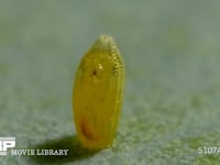 モンシロチョウ　ふ化 卵の殻を食い破る幼虫