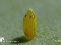 モンシロチョウ　ふ化 卵の殻を食い破る幼虫