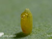 モンシロチョウ　ふ化 殻の穴から顔を出す幼虫