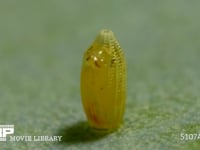 モンシロチョウ　ふ化 卵の殻を食い破る幼虫