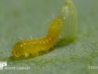 モンシロチョウ　ふ化 卵から抜け終えた幼虫