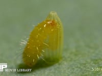 モンシロチョウ　ふ化 卵から抜け出る幼虫