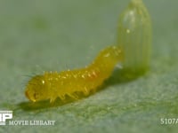 モンシロチョウ　ふ化 卵から抜け終えた幼虫