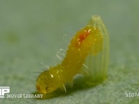 モンシロチョウ　ふ化 卵から抜け出る幼虫