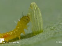 モンシロチョウ　ふ化 卵の抜け殻を食べる幼虫