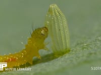 モンシロチョウ　ふ化 卵の抜け殻を食べる幼虫