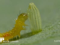 モンシロチョウ　ふ化 卵の抜け殻を食べる幼虫