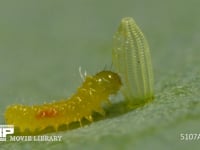 モンシロチョウ　ふ化 卵の抜け殻を食べる幼虫