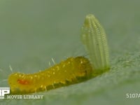 モンシロチョウ　ふ化 卵の抜け殻を食べる幼虫