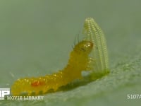 モンシロチョウ　ふ化 卵の抜け殻を食べる幼虫