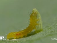 モンシロチョウ　ふ化 卵の抜け殻を食べる幼虫