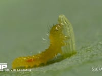 モンシロチョウ　ふ化 卵の抜け殻を食べる幼虫