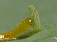 モンシロチョウ　ふ化 卵の抜け殻を食べる幼虫
