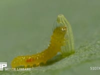 モンシロチョウ　ふ化 卵の抜け殻を食べる幼虫