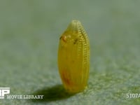 モンシロチョウ　ふ化 殻を食べ殻に穴を開ける幼虫　２倍速