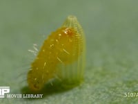 モンシロチョウ　ふ化 卵から抜け出る幼虫　２倍速