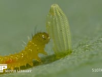 モンシロチョウ　ふ化 卵の殻を食べる幼虫　２倍速