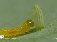 モンシロチョウ　ふ化 卵の殻を食べる幼虫　２倍速