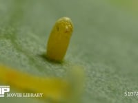 モンシロチョウ　ふ化 卵の殻を食い破る幼虫