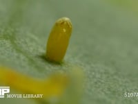 モンシロチョウ　ふ化 卵の殻を食い破る幼虫