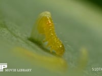 モンシロチョウ　ふ化 卵から抜け出る幼虫