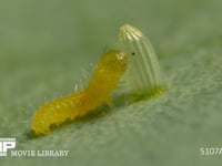 モンシロチョウ　ふ化 抜けでた殻を食べる幼虫