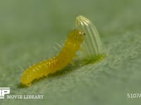 モンシロチョウ　ふ化 抜けでた殻を食べる幼虫