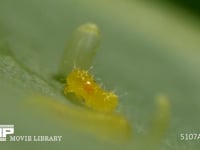 モンシロチョウ　ふ化 卵から抜け出た幼虫