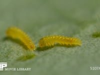 モンシロチョウ　ふ化 殻を食べ終えて休む幼虫