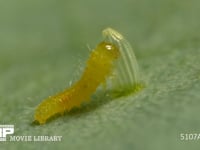 モンシロチョウ　ふ化 卵の殻を食べる幼虫　２倍速