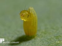 モンシロチョウ　ふ化 卵から抜け出る幼虫