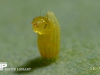 モンシロチョウ　ふ化 卵から抜け出る幼虫