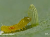 モンシロチョウ　ふ化 卵の抜け殻を食べる幼虫