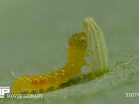 モンシロチョウ　ふ化 卵の抜け殻を食べる幼虫