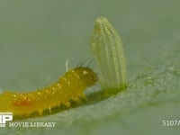 モンシロチョウ　ふ化 卵の抜け殻を食べる幼虫