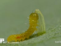 モンシロチョウ　ふ化 卵の抜け殻を食べる幼虫