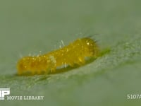 モンシロチョウ　ふ化 残った抜け殻を食べる幼虫