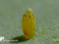 モンシロチョウ　ふ化 殻を食べ殻に穴を開ける幼虫　２倍速