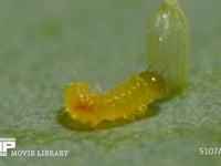 モンシロチョウ　ふ化 卵の殻を食べに向かう幼虫　２倍速