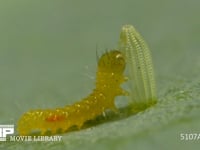 モンシロチョウ　ふ化 卵の殻を食べる幼虫　２倍速