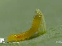 モンシロチョウ　ふ化 卵の殻を食べる幼虫　２倍速