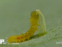 モンシロチョウ　ふ化 卵の殻を食べる幼虫　２倍速