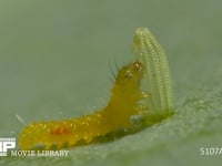 モンシロチョウ　ふ化 卵の殻を食べる幼虫　２倍速