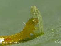 モンシロチョウ　ふ化 卵の殻を食べる幼虫　２倍速