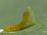 モンシロチョウ　ふ化 卵の殻を食べる幼虫　２倍速