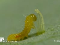 モンシロチョウ　ふ化 卵の殻を食べる幼虫　２倍速