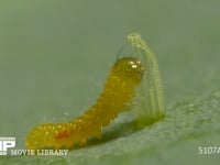 モンシロチョウ　ふ化 卵の殻を食べる幼虫　２倍速