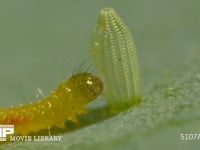 モンシロチョウ　ふ化 卵の殻を食べる幼虫　５倍速